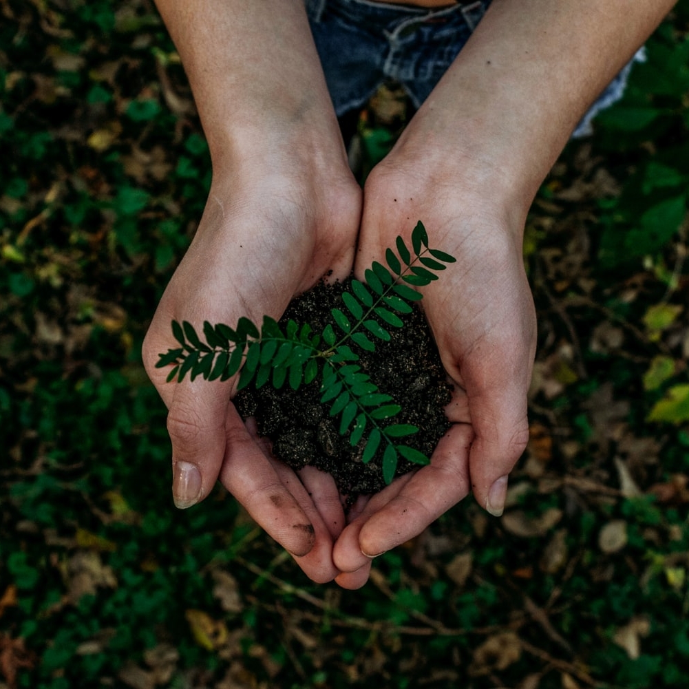 tree planting